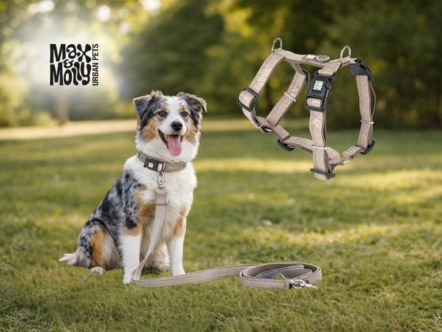 Oprema za psa - Varnost, stil in udobje!